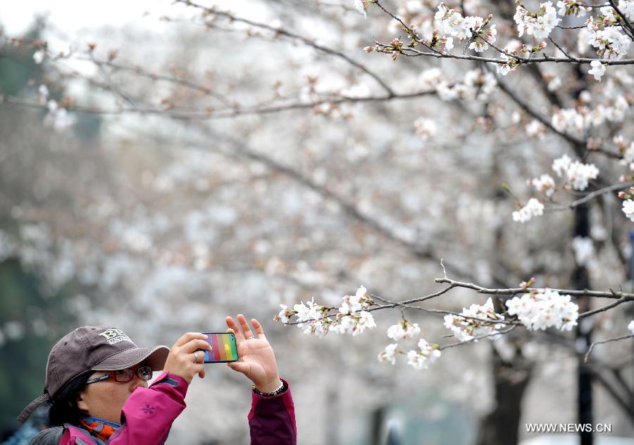 Enjoy blooming sakura in China's Jiangsu 