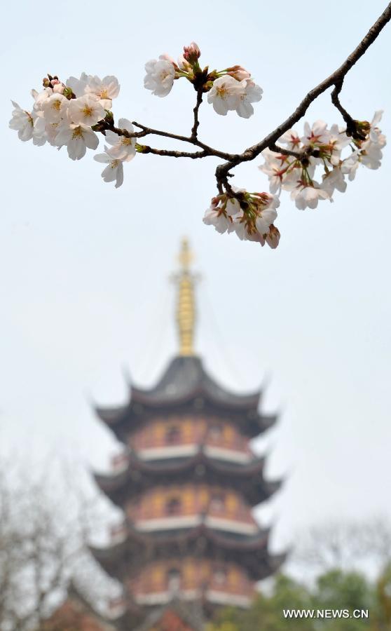 Enjoy blooming sakura in China's Jiangsu 