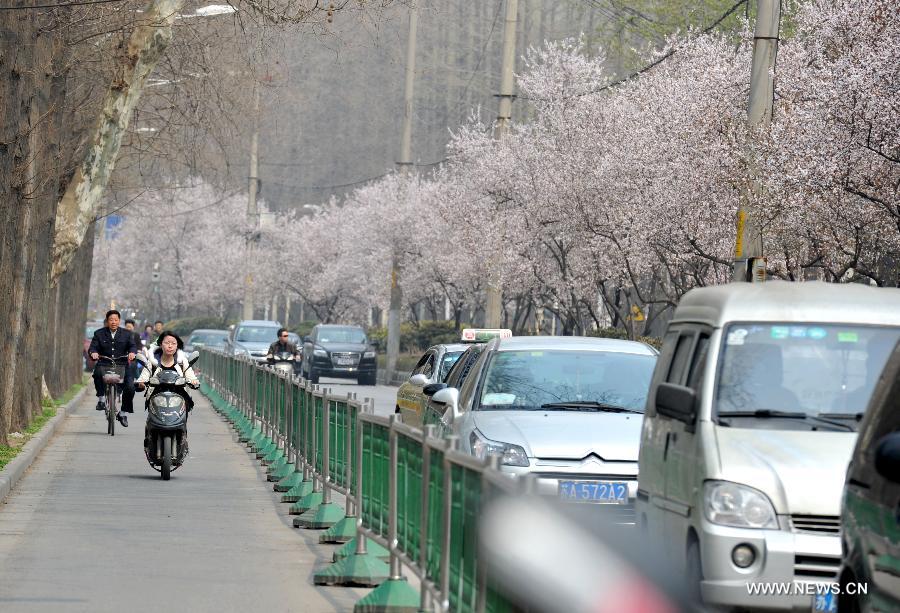 Enjoy blooming sakura in China's Jiangsu 