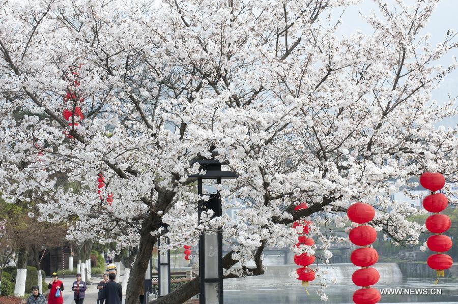 Cherry blossoms in China's Zhejiang