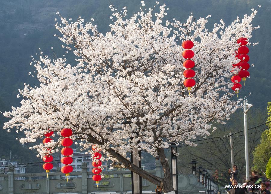 Cherry blossoms in China's Zhejiang 