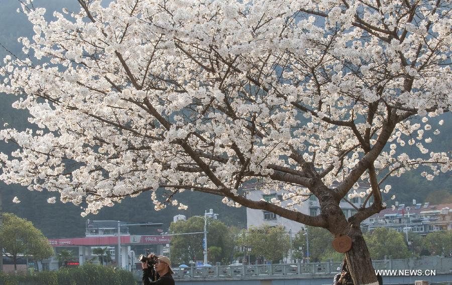 Cherry blossoms in China's Zhejiang 