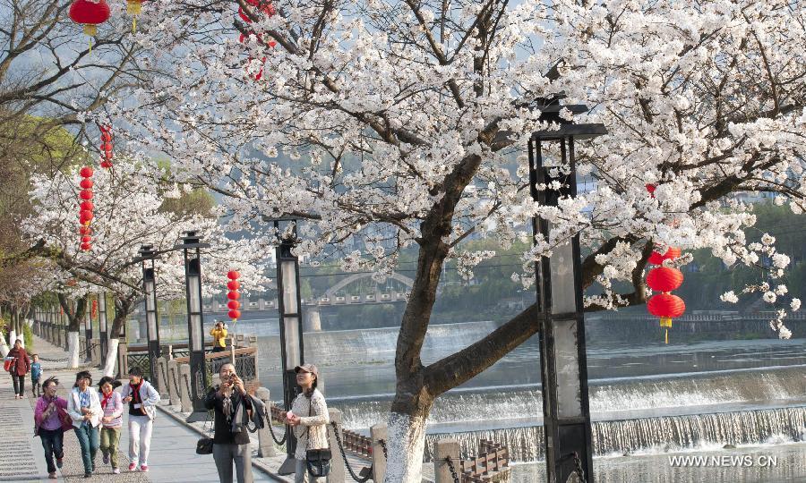 Cherry blossoms in China's Zhejiang 