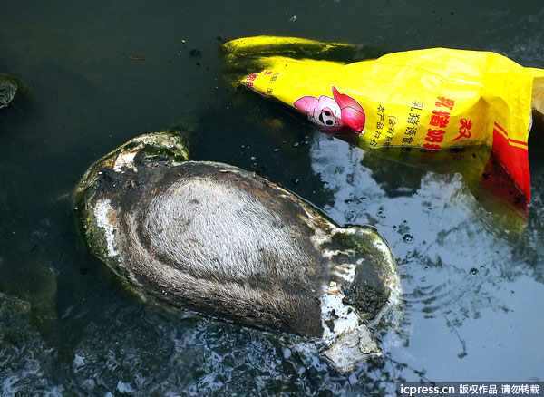 Decaying pig carcasses float in the Wulong River, a branch of the Yangtze River, in Yichang, central China's Hubei Province, on Tuesday, March 12, 2013. [Photo/Imagine China]