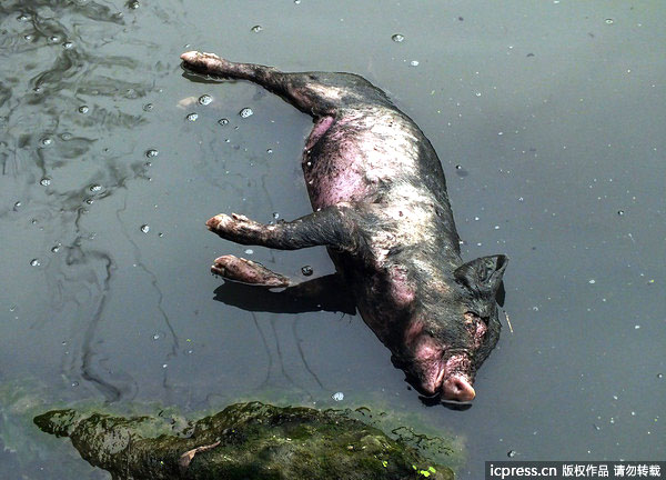 Decaying pig carcasses float in the Wulong River, a branch of the Yangtze River, in Yichang, central China's Hubei Province, on Tuesday, March 12, 2013. [Photo/Imagine China]