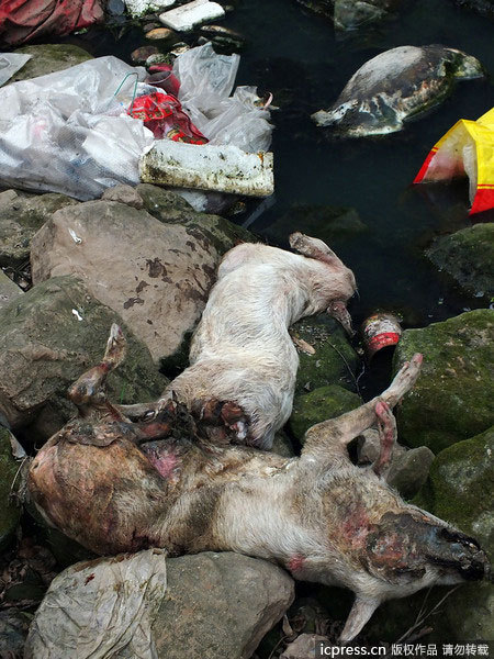 Decaying pig carcasses float in the Wulong River, a branch of the Yangtze River, in Yichang, central China's Hubei Province, on Tuesday, March 12, 2013. [Photo/Imagine China]