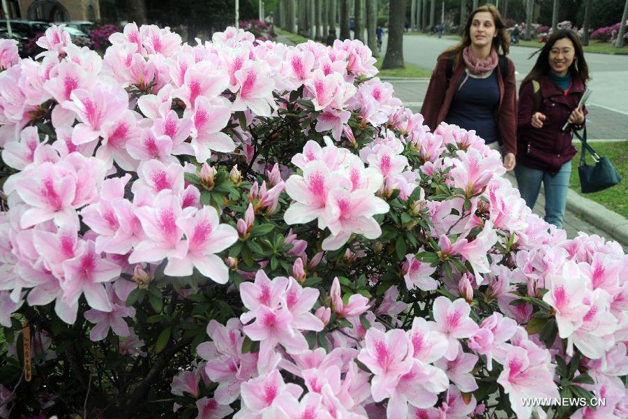 #CHINA-TAIPEI-FLOWERS (CN)