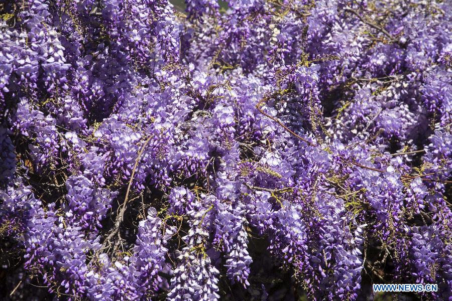 The wisteria vine blooms at a Sierra Madre home near Los Angeles, California, the United States, March 14, 2013. 