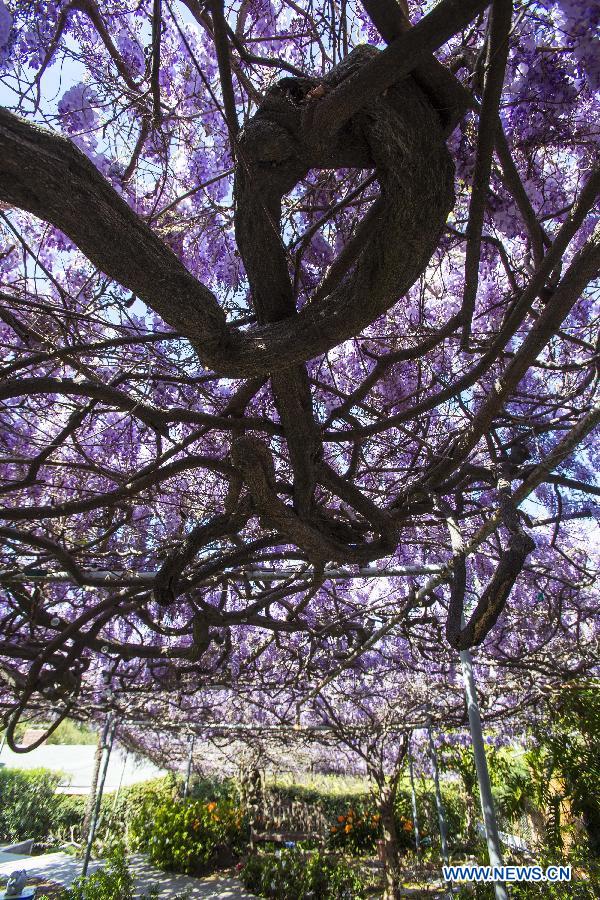 The wisteria vine blooms at a Sierra Madre home near Los Angeles, California, the United States, March 14, 2013. 