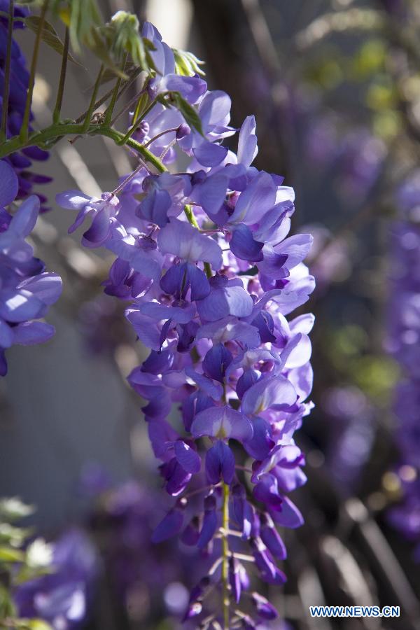 The wisteria vine blooms at a Sierra Madre home near Los Angeles, California, the United States, March 14, 2013.