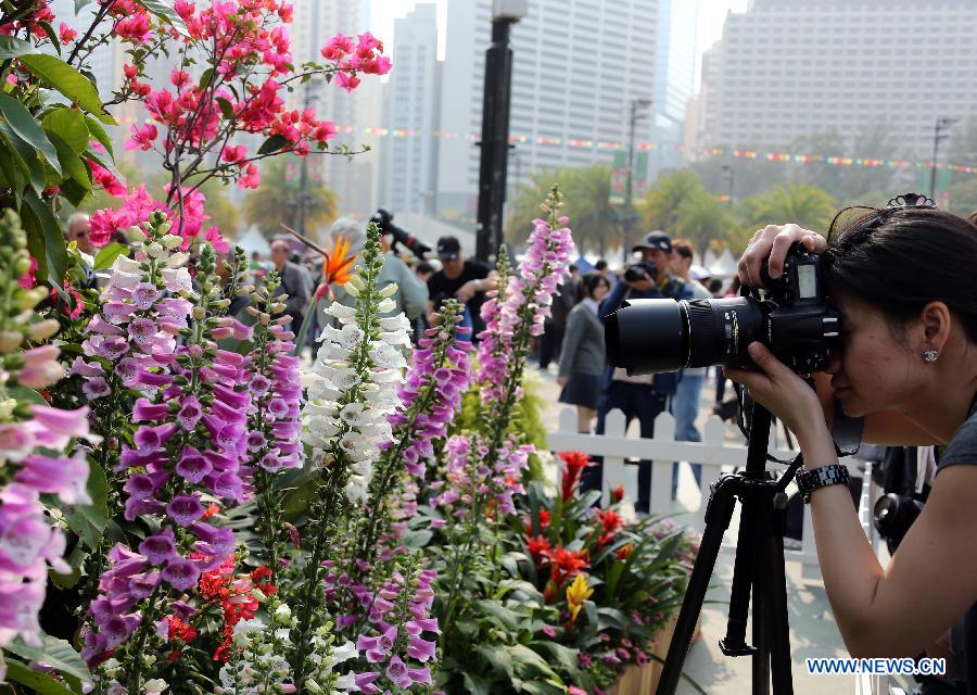 A woman takes pictures of flowers displayed at a flower show in south China's Hong Kong, March 15, 2013. The 10-day Hong Kong Flower Show 2013 kicks off on Friday at Victoria Park. More than 200 organizations contributed some 350,000 flowers to the show. [Photo / Xinhua]