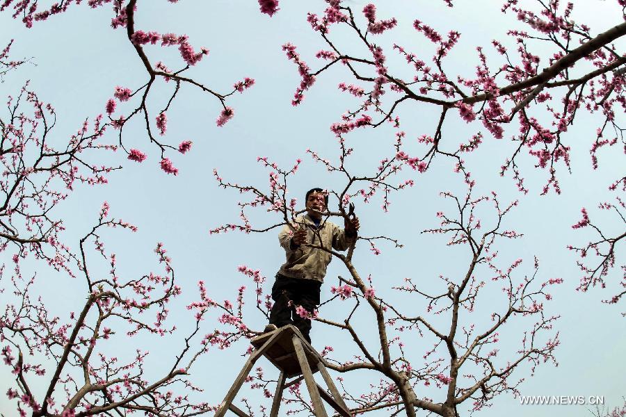 A villager trim the peach blossoms in Shuangxi Township of Hanyuan County, southwest China's Sichuan Province, March 15, 2013.