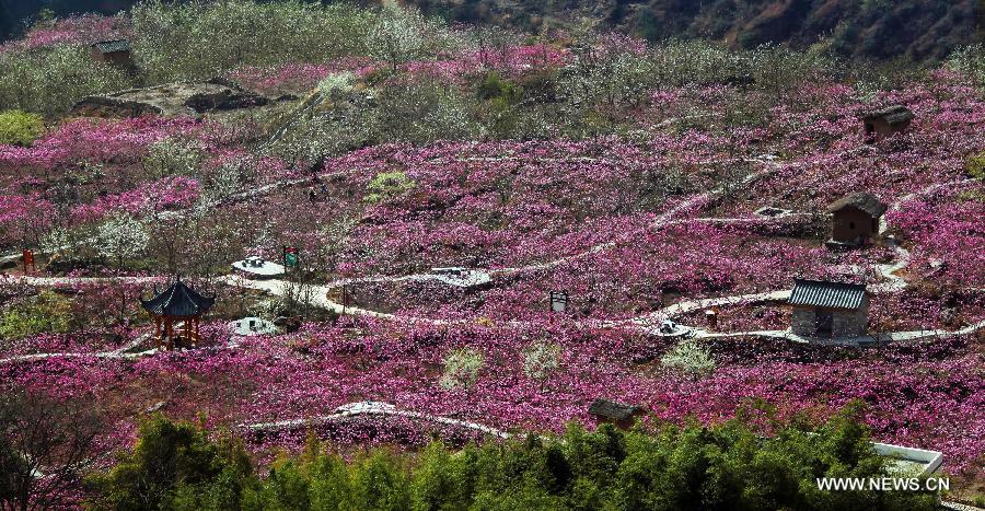 Peach flowers blossom in Shuangxi Township of Hanyuan County, southwest China's Sichuan Province, March 15, 2013. 