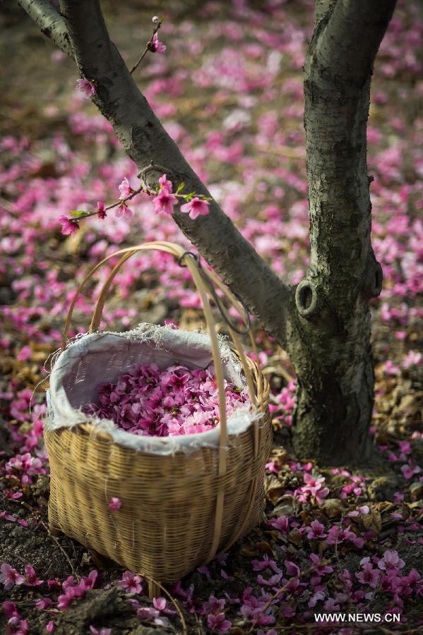 Petals of peach flowers are gathered by local villagers in Shuangxi Township of Hanyuan County, southwest China's Sichuan Province, March 15, 2013.