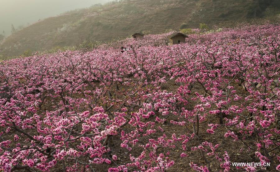 Peach flowers blossom in Shuangxi Township of Hanyuan County, southwest China's Sichuan Province, March 15, 2013. 