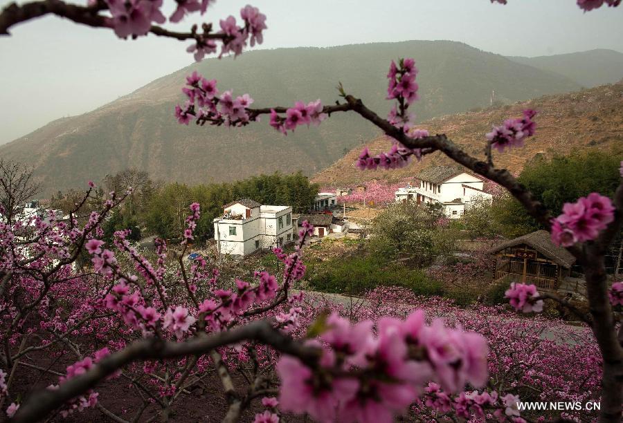 Peach flowers blossom in Shuangxi Township of Hanyuan County, southwest China's Sichuan Province, March 15, 2013.