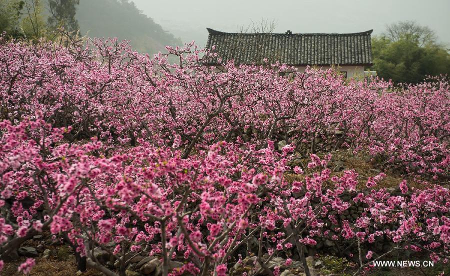 Peach flowers blossom in Shuangxi Township of Hanyuan County, southwest China's Sichuan Province, March 15, 2013. 