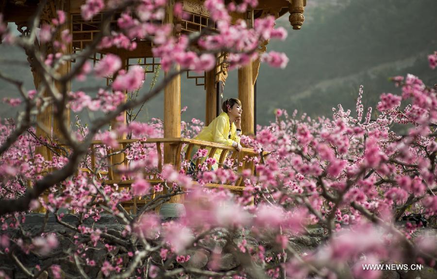 A tourist poses for photos amid peach blossoms in Shuangxi Township of Hanyuan County, southwest China's Sichuan Province, March 15, 2013. 