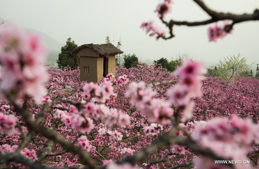 CHINA-SICHUAN-HANYUAN-PEACH BLOSSOMS (CN)