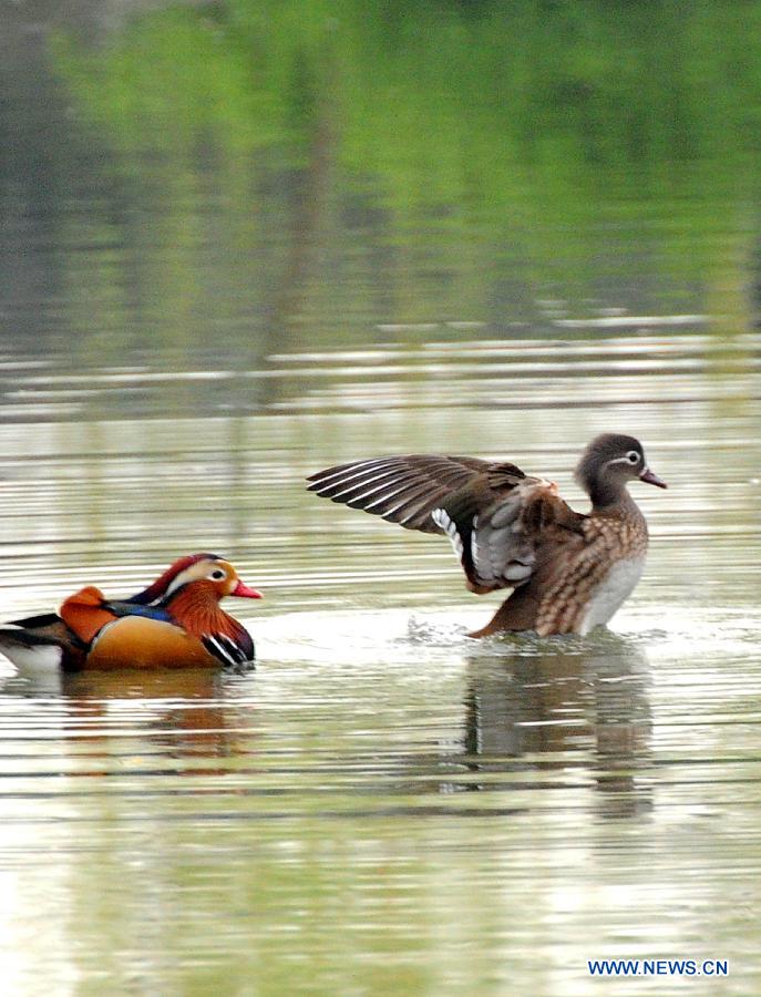 A pair of mandarin ducks play in a pond at Zhuozheng Garden (Humble Administrator's Garden) in Suzhou, east China's Jiangsu Province, March 17, 2013. 