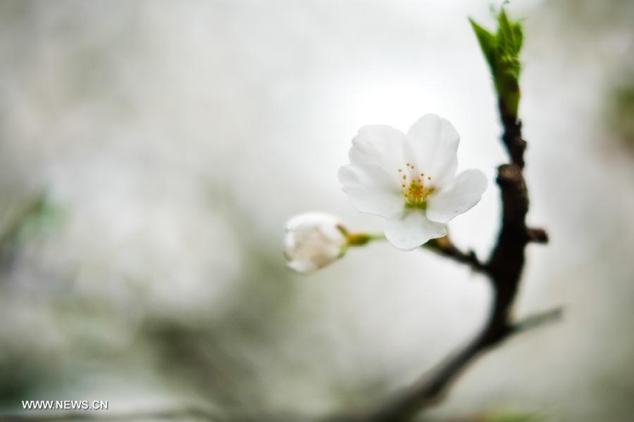 CHINA-HUBEI-WUHAN-CHERRY BLOSSOM(CN)