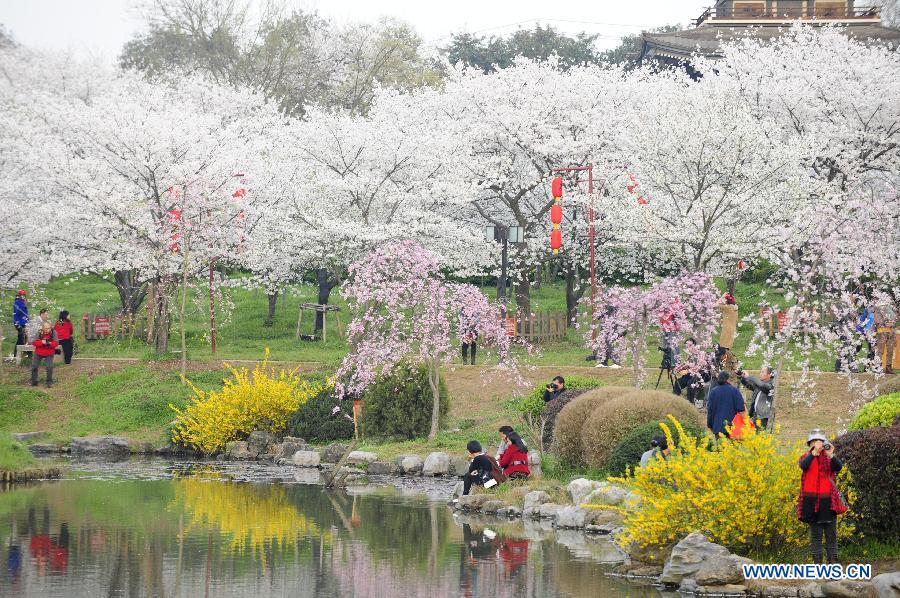 CHINA-HUBEI-WUHAN-CHERRY BLOSSOMS (CN)