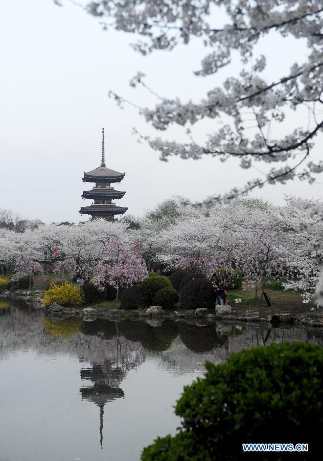 CHINA-HUBEI-WUHAN-CHERRY BLOSSOMS (CN)