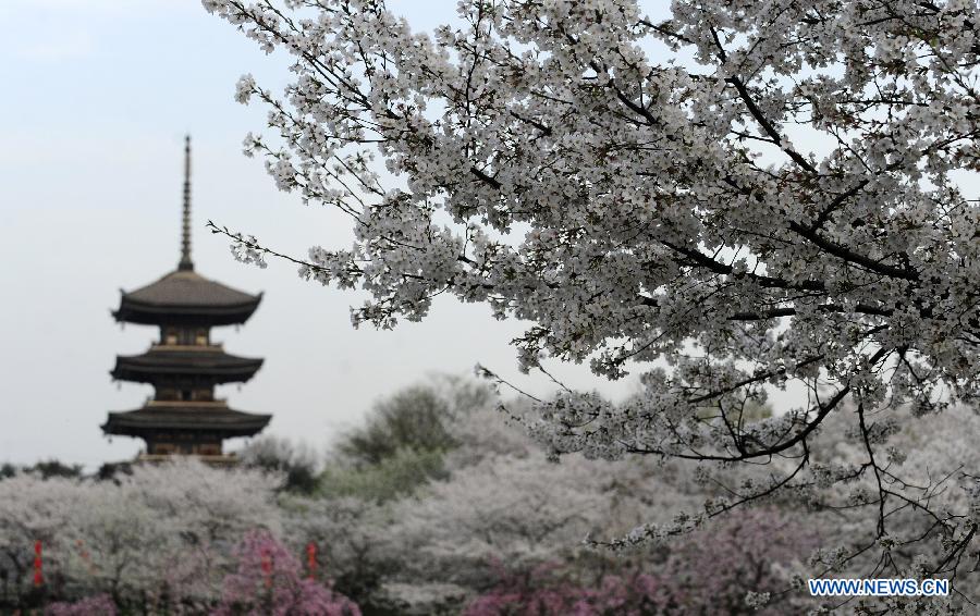 CHINA-HUBEI-WUHAN-CHERRY BLOSSOMS (CN)