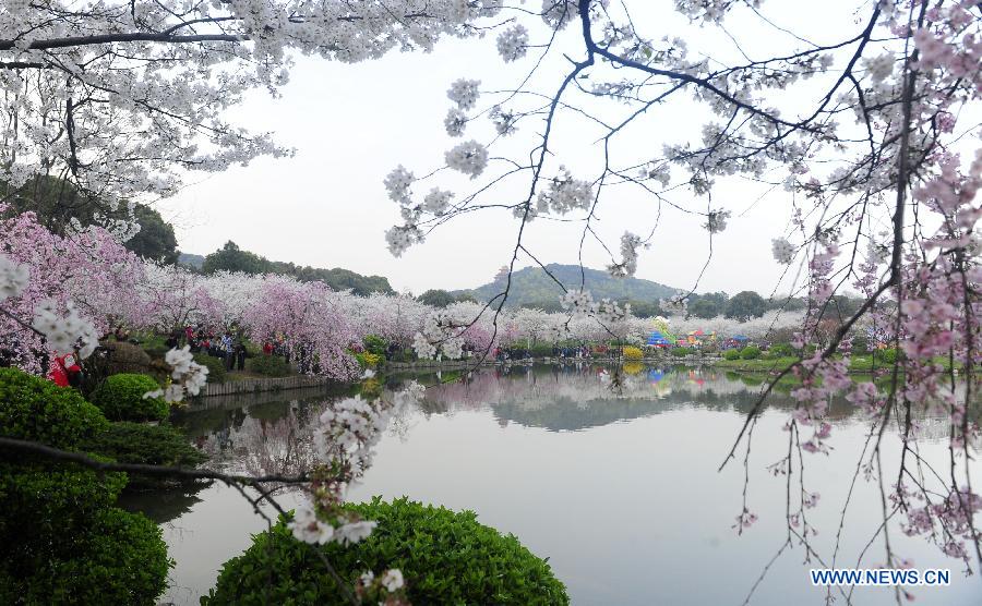 CHINA-HUBEI-WUHAN-CHERRY BLOSSOMS (CN)