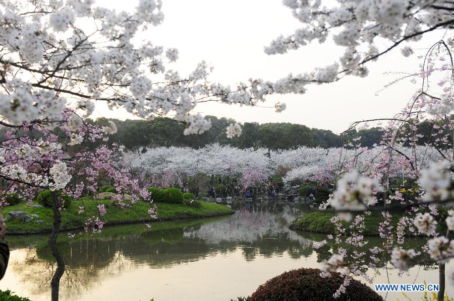 CHINA-HUBEI-WUHAN-CHERRY BLOSSOMS (CN)