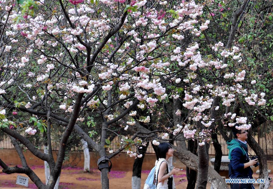 CHINA-YUNNAN-KUNMING-SAKURA SCENERY (CN)