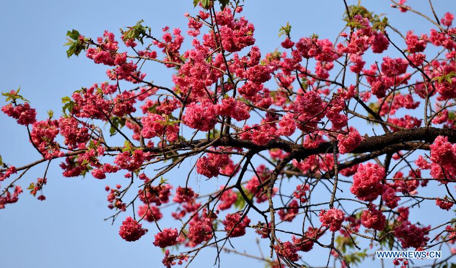 CHINA-YUNNAN-KUNMING-SAKURA SCENERY (CN)