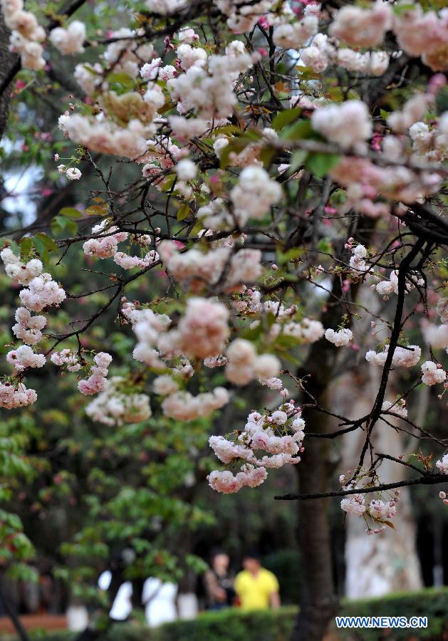 CHINA-YUNNAN-KUNMING-SAKURA SCENERY (CN)