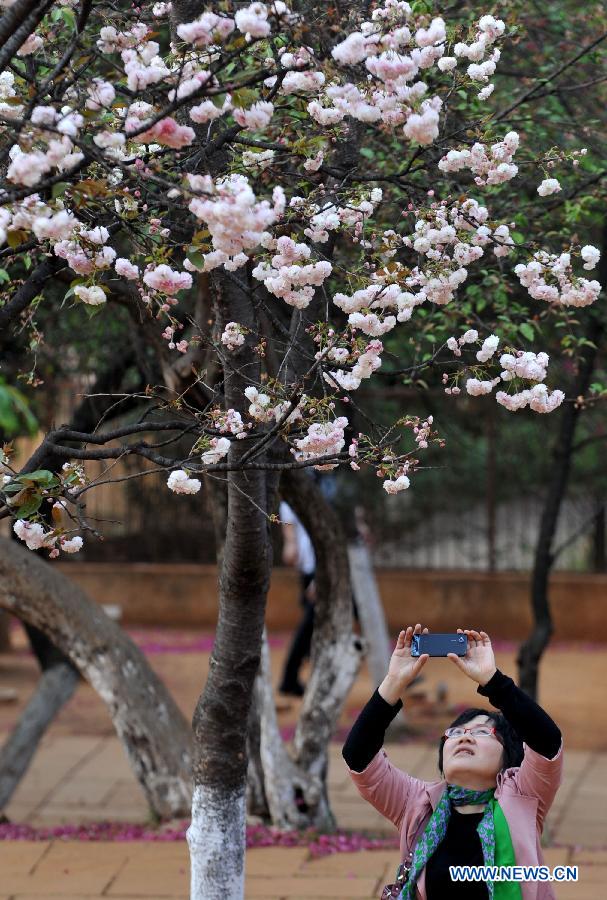 CHINA-YUNNAN-KUNMING-SAKURA SCENERY (CN)