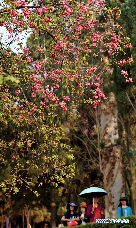 CHINA-YUNNAN-KUNMING-SAKURA SCENERY (CN)