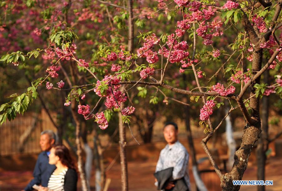 CHINA-YUNNAN-KUNMING-SAKURA SCENERY (CN)