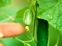 Dating Beijing's first agriculture carnival