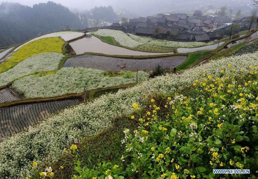 #CHINA-SPRING-FLOWERS (CN) 