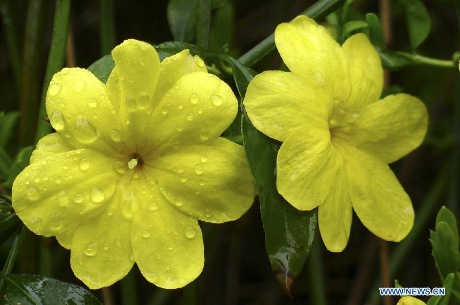 #CHINA-SPRING-FLOWERS (CN) 