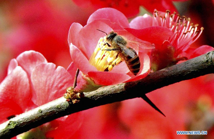 #CHINA-SPRING-FLOWERS (CN) 