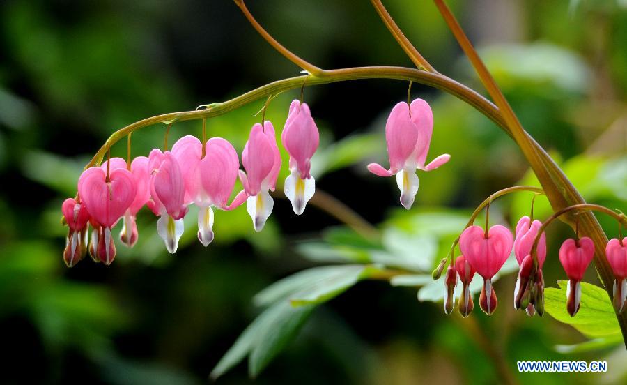 #CHINA-SPRING-FLOWERS (CN) 