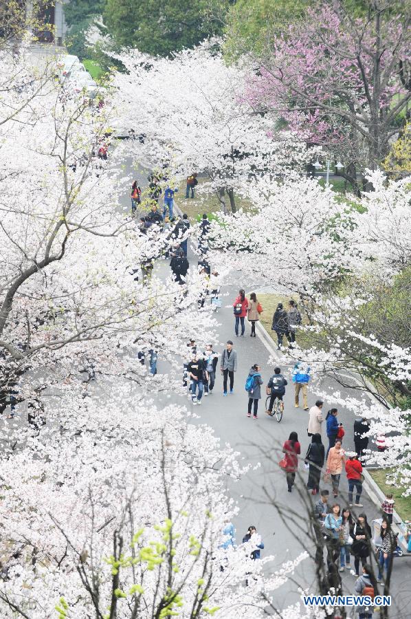 CHINA-NANJING-CHERRY TREE(CN)