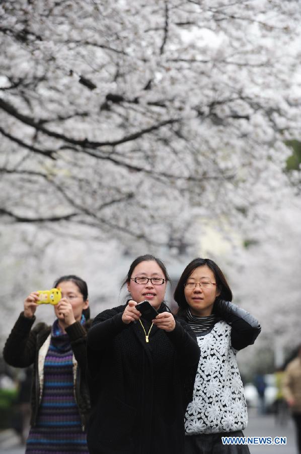 CHINA-NANJING-CHERRY TREE(CN)