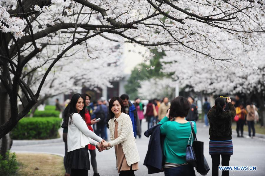 CHINA-NANJING-CHERRY TREE(CN)