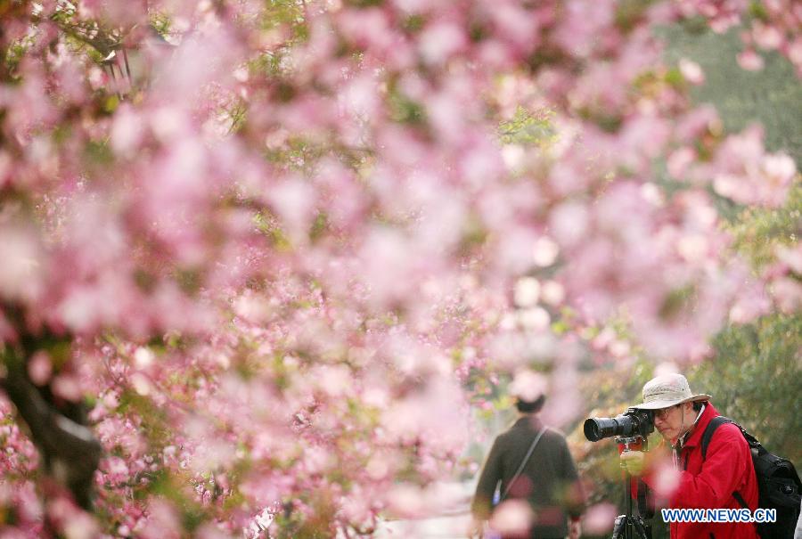 Visitors view begonia flowers at the Mochouhu Park in Nanjing, capital of east China's Jiangsu Province, March 19, 2013. With begonia flowers in full blossom, the 31st Mochouhu Begonia Festival has attracted a large number of tourists. (Xinhua/Yan Minhang) 