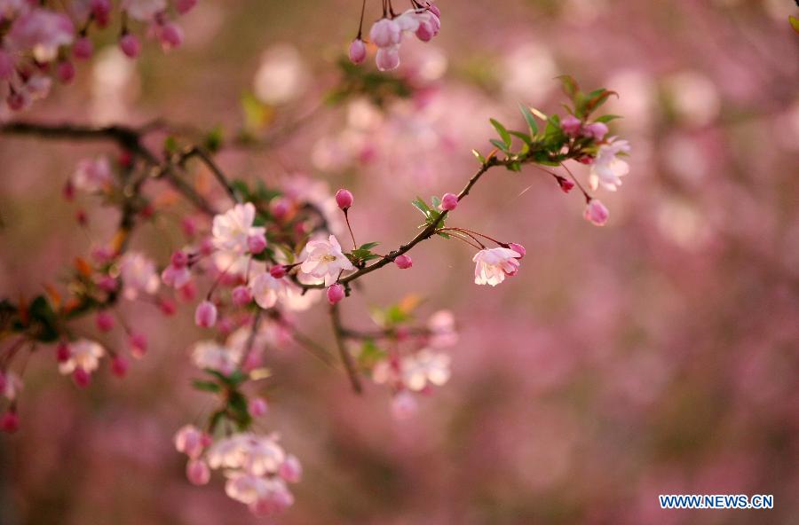 Photo taken on March 19, 2013 shows begonia flowers at the Mochouhu Park in Nanjing, capital of east China's Jiangsu Province. With begonia flowers in full blossom, the 31st Mochouhu Begonia Festival has attracted a large number of tourists. (Xinhua/Yan Minhang) 