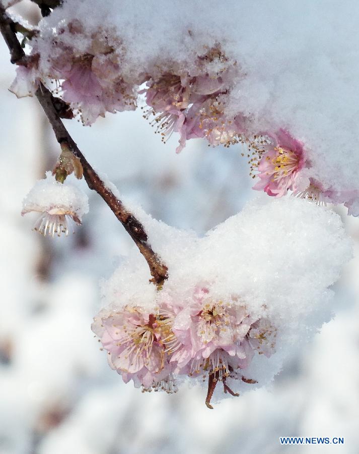 CHINA-BEIJING-SNOWFALL-CHERRY BLOSSOM (CN) 