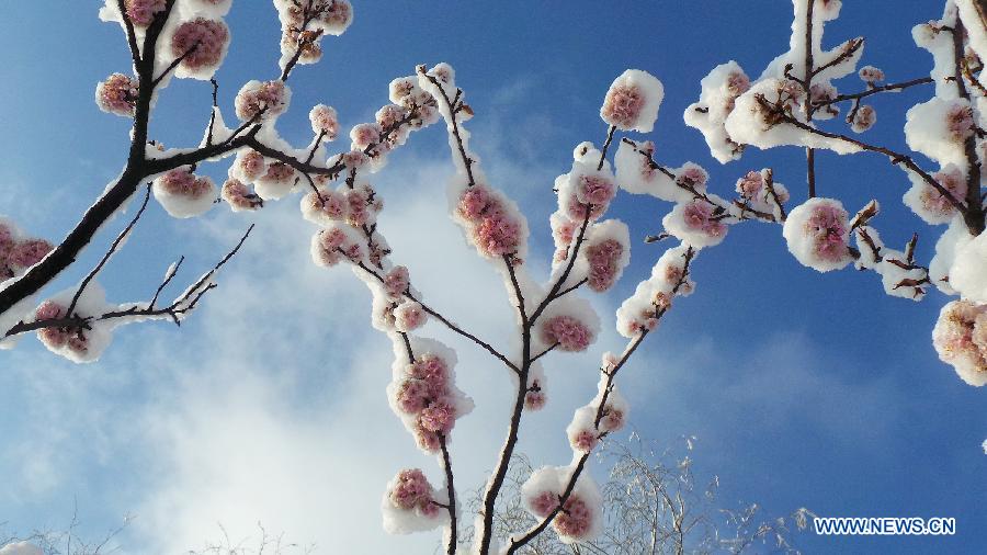 CHINA-BEIJING-SNOWFALL-CHERRY BLOSSOM (CN) 