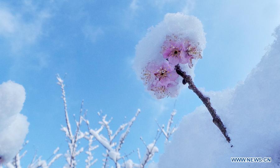 CHINA-BEIJING-SNOWFALL-CHERRY BLOSSOM (CN) 