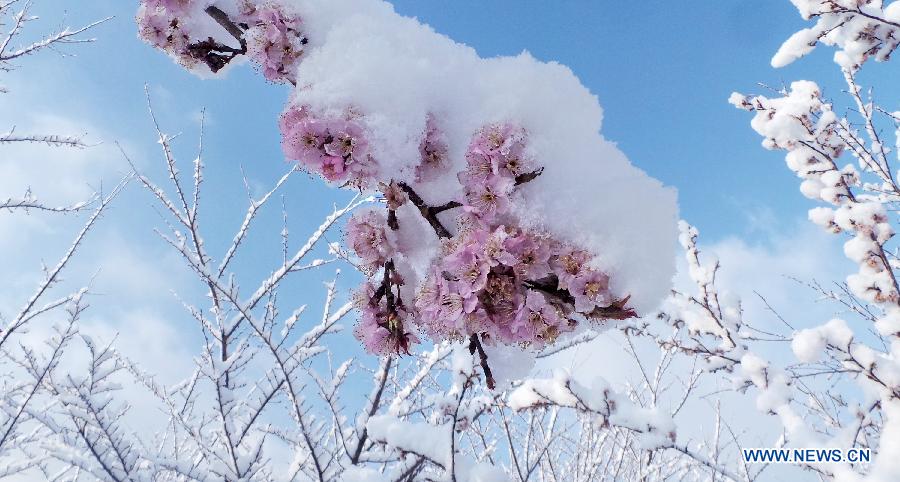 CHINA-BEIJING-SNOWFALL-CHERRY BLOSSOM (CN) 